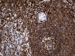 CRLF3 Antibody in Immunohistochemistry (Paraffin) (IHC (P))