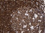 CRLF3 Antibody in Immunohistochemistry (Paraffin) (IHC (P))
