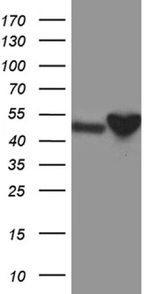 CRLF3 Antibody in Western Blot (WB)