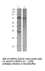 CRMP1 Polyclonal Antibody