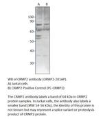 CRMP2 Polyclonal Antibody