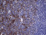 CRP Antibody in Immunohistochemistry (Paraffin) (IHC (P))