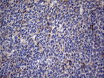 CRP Antibody in Immunohistochemistry (Paraffin) (IHC (P))