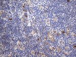 CRP Antibody in Immunohistochemistry (Paraffin) (IHC (P))
