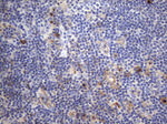 CRP Antibody in Immunohistochemistry (Paraffin) (IHC (P))