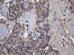 CRYAA Antibody in Immunohistochemistry (Paraffin) (IHC (P))