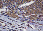CRYAA Antibody in Immunohistochemistry (Paraffin) (IHC (P))