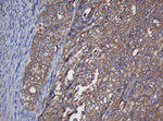 CRYAA Antibody in Immunohistochemistry (Paraffin) (IHC (P))