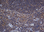 CRYAA Antibody in Immunohistochemistry (Paraffin) (IHC (P))