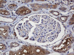 CRYAA Antibody in Immunohistochemistry (Paraffin) (IHC (P))