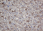 CRYAA Antibody in Immunohistochemistry (Paraffin) (IHC (P))
