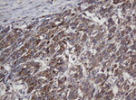 CRYAA Antibody in Immunohistochemistry (Paraffin) (IHC (P))