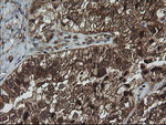 CRYAA Antibody in Immunohistochemistry (Paraffin) (IHC (P))