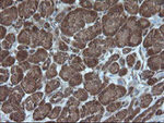 CRYAA Antibody in Immunohistochemistry (Paraffin) (IHC (P))