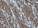 CRYAA Antibody in Immunohistochemistry (Paraffin) (IHC (P))