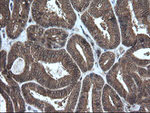 CRYAA Antibody in Immunohistochemistry (Paraffin) (IHC (P))