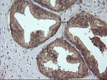 CRYAA Antibody in Immunohistochemistry (Paraffin) (IHC (P))