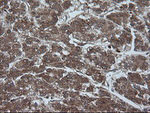 CRYAA Antibody in Immunohistochemistry (Paraffin) (IHC (P))