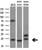 CRYAA Antibody in Western Blot (WB)