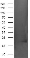 CRYAA Antibody in Western Blot (WB)