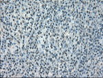 CRYAB Antibody in Immunohistochemistry (Paraffin) (IHC (P))