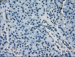 CRYAB Antibody in Immunohistochemistry (Paraffin) (IHC (P))