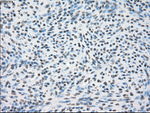 CRYAB Antibody in Immunohistochemistry (Paraffin) (IHC (P))
