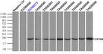 CRYAB Antibody in Immunoprecipitation (IP)