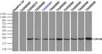 CRYAB Antibody in Immunoprecipitation (IP)