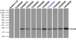 CRYAB Antibody in Immunoprecipitation (IP)
