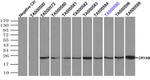 CRYAB Antibody in Immunoprecipitation (IP)