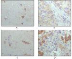 CRYAB Antibody in Immunohistochemistry (Paraffin) (IHC (P))