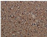 CRYAB Antibody in Immunohistochemistry (Paraffin) (IHC (P))