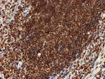 CRYZL1 Antibody in Immunohistochemistry (Paraffin) (IHC (P))