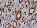 CRYZL1 Antibody in Immunohistochemistry (Paraffin) (IHC (P))