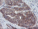 CRYZL1 Antibody in Immunohistochemistry (Paraffin) (IHC (P))
