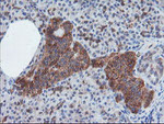 CRYZL1 Antibody in Immunohistochemistry (Paraffin) (IHC (P))