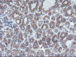CRYZL1 Antibody in Immunohistochemistry (Paraffin) (IHC (P))