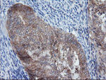 CRYZL1 Antibody in Immunohistochemistry (Paraffin) (IHC (P))