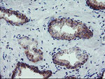 CRYZL1 Antibody in Immunohistochemistry (Paraffin) (IHC (P))