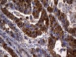 CSE1L Antibody in Immunohistochemistry (Paraffin) (IHC (P))