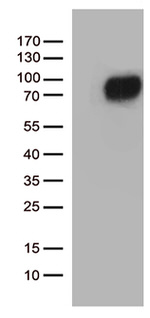 CSF2RA Antibody in Western Blot (WB)