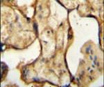 CSH1 Antibody in Immunohistochemistry (IHC)