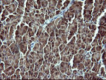 CSH1 Antibody in Immunohistochemistry (Paraffin) (IHC (P))