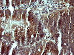 CSH1 Antibody in Immunohistochemistry (Paraffin) (IHC (P))
