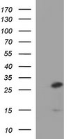 CSH1 Antibody in Western Blot (WB)