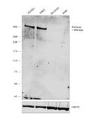 Perlecan Monoclonal Antibody (A71)