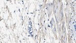 Collagen III (soluble) Monoclonal Antibody (1E7-D7/Col3)