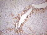 CSNK1G1 Antibody in Immunohistochemistry (Paraffin) (IHC (P))