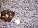 CSNK1G2 Antibody in Immunohistochemistry (Paraffin) (IHC (P))